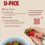 Summer Strawberry Picking